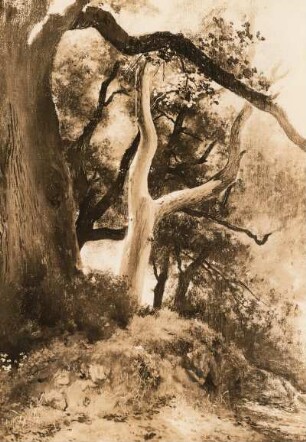 Sonnenbeschienene Waldpartie bei Nemi : Sonnenbeschienene Waldpartie bei Nemi. Ölgemälde (1869; A. Venus). Ehemals Dresden: Privatbesitz
