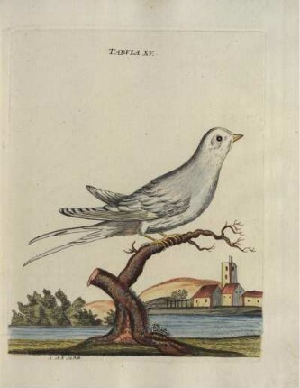 Tabvla XV.