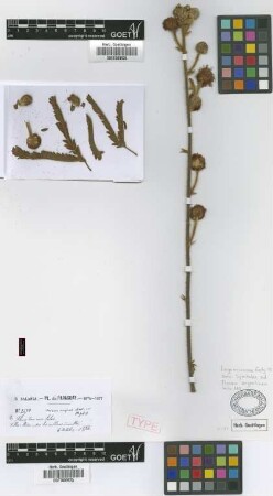 Mimosa marginata Lam. var. strigosa Griseb.[syntype]