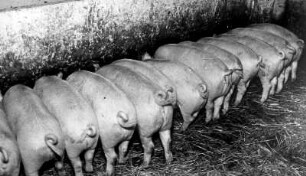 Schweinezucht. Schweine stehen am Futtertrog.