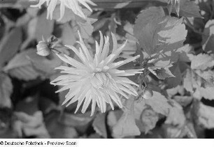 Blume