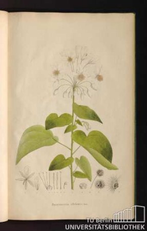 [Tab. 44.] Sparmannia africana Lin.