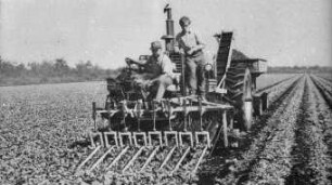 Fotografie: Gartenbautechnik-Freiland, Möhren, Radies, Sellerie, Zwiebel
