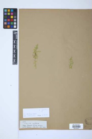 Selaginella cuspidata var. elongata Spring