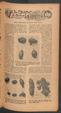 Una especie nueva de papa : El campo y la chacra