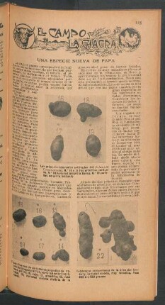 Una especie nueva de papa : El campo y la chacra