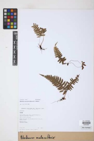 Blechnum malacothrix Maxon & C.V. Morton