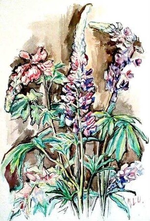 Lupinen