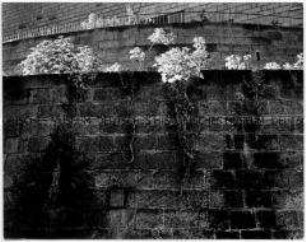 Bewachsene Mauer (Altersgruppe 18-21)