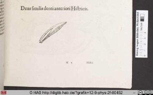 Dens similis denti anteriori Histricis.