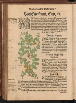 Von Egelkraut, Cap. XC