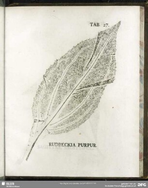 Tab. 27. Rudbeckia Purpur. (Purpur-Sonnenhut)