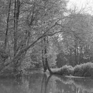 Hochwald in Leipe. : Wysokolěs w Lipjem.