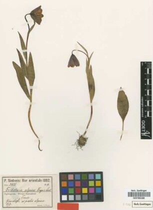 Fritillaria alpina Freyn & Sint. [type]