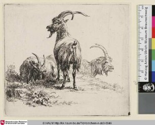 [Stehender Steinbock von hinten gesehen zwischen zwei liegenden Ziegen; The so-called Man's Book, 7; [...] un jeune bouc vu par derrière [...]]