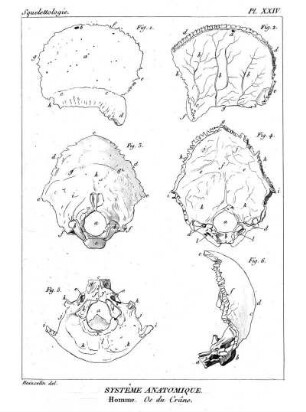 Pl. XXIV. Systême Anatomique. Homme. Os du Crâne.