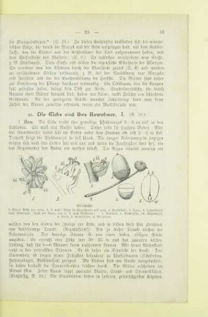 Käfer