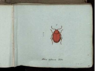 Altica testacea Fabr. - Pyrochroa coccinea Fabr.
