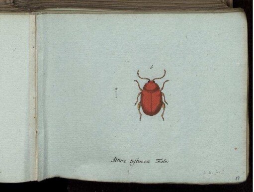 Altica testacea Fabr. - Pyrochroa coccinea Fabr.