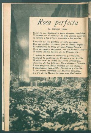 Rosa perfecta