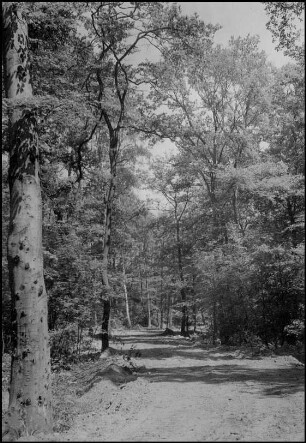 Marienwerder, Straßendurchbruch im Wald