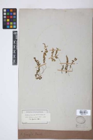 Asplenium fragile C.Presl