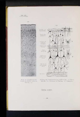 220 Schematischer Durchschnitt der Großhirnrinde. (...)