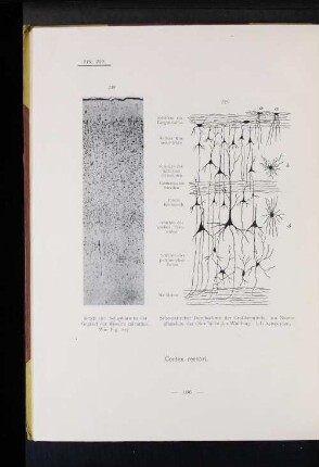 220 Schematischer Durchschnitt der Großhirnrinde. (...)