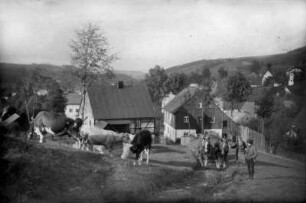 Pferdegespann und Kuhherde am Postberg
