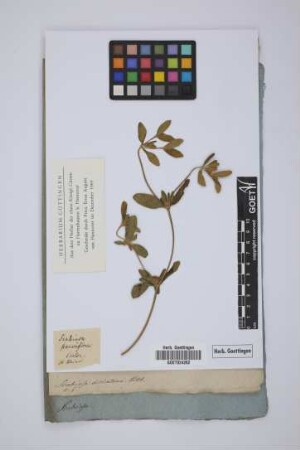 Scabiosa parviflora