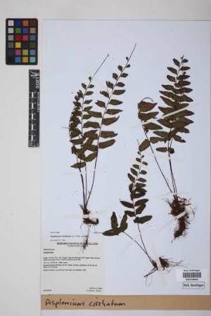 Asplenium cirrhatum Rich. ex Willd.