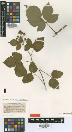 Rubus hasskarlii P.J.Müll. & Wirtg. [type]