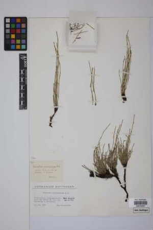 Equisetum giganteum L.