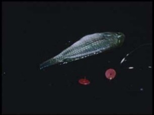 Verhalten des Kleinen Maulbrüters Hemihaplochromis multicolor nach Kastration und Behandlung mit Testosteron