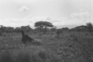 Termitenhügel und Mount Meru : Termitenhügel in der Savanne. Im Hintergrund der Vulkan Mount Meru