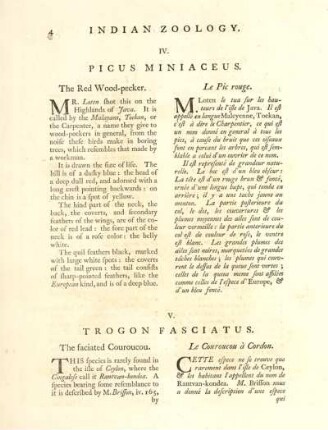 IV. Picus Miniaceus