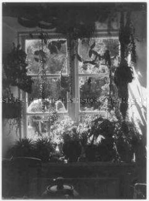 Fenster mit Zimmerpflanzen (Altersgruppe 18-21)