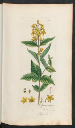 233. Lysimachia vulgaris