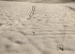 Geläuf eines Rebhuhns im Schnee