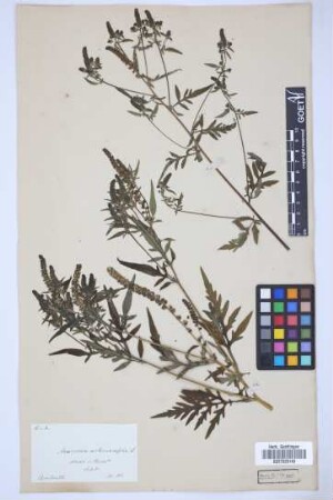 Ambrosia artemisiifolia L.