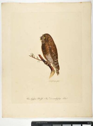 Strix dasypus. Bechst. Mas. Der rauchfüssige Kauz. - Der Rauhusskauz. Aegolius funereus; mas. - Zeichner und Stecher: Ambrosius Gabler