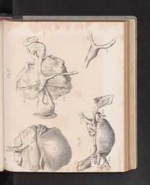 Fig. II. - Fig. IV.