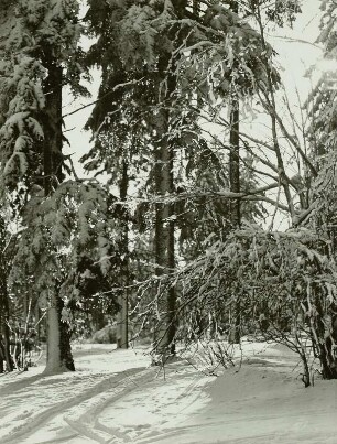 Oberbärenburg: Winterwald im Gegenlicht