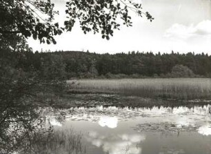 Uferlandschaft eines verlandenden Teiches