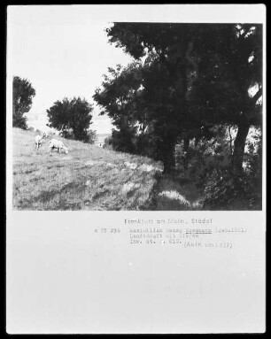 Landschaft mit Ziegen