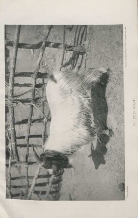 10. Chin goat