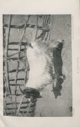 10. Chin goat