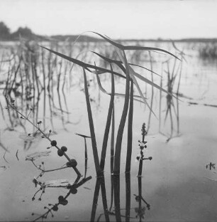 Gewöhnliches Pfeilkraut : Gewöhnliches Pfeilkraut (Sagittaria sagittifolia).