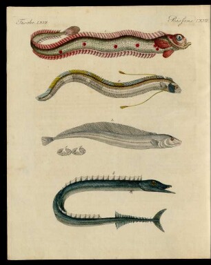 Merkwürdige Fische.