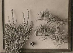 Waldkiefer (Pinus sylvestris), auch Gemeine Kiefer, Rotföhre, Weißkiefer oder Forche in Blüte und Frucht